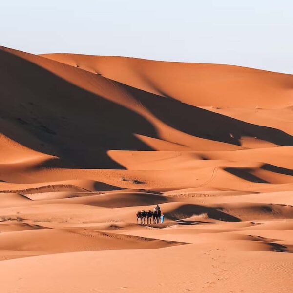 Merzouga - Morocco - Desert - Golden Sand - Camels - Camel Ride - Sun